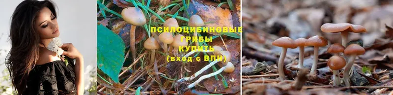 Галлюциногенные грибы Psilocybine cubensis Мирный